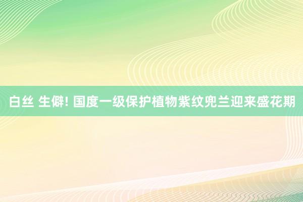 白丝 生僻! 国度一级保护植物紫纹兜兰迎来盛花期